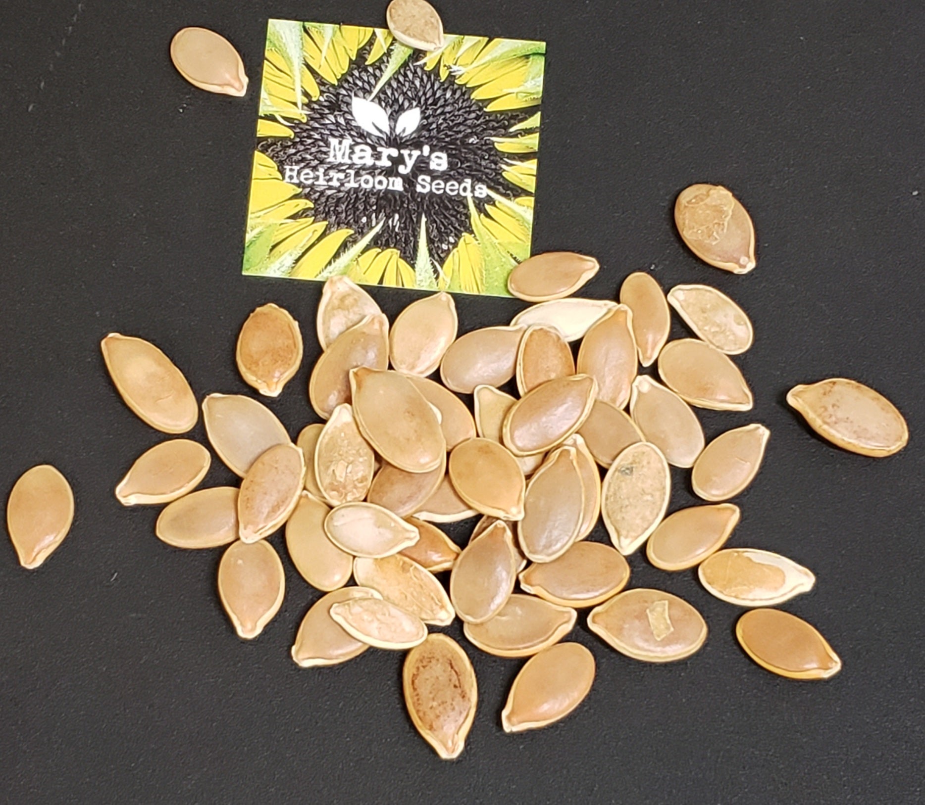 Grow a HUGE Pumpkin Starter Kit