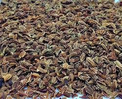 Danver's Half-Long Carrot BULK