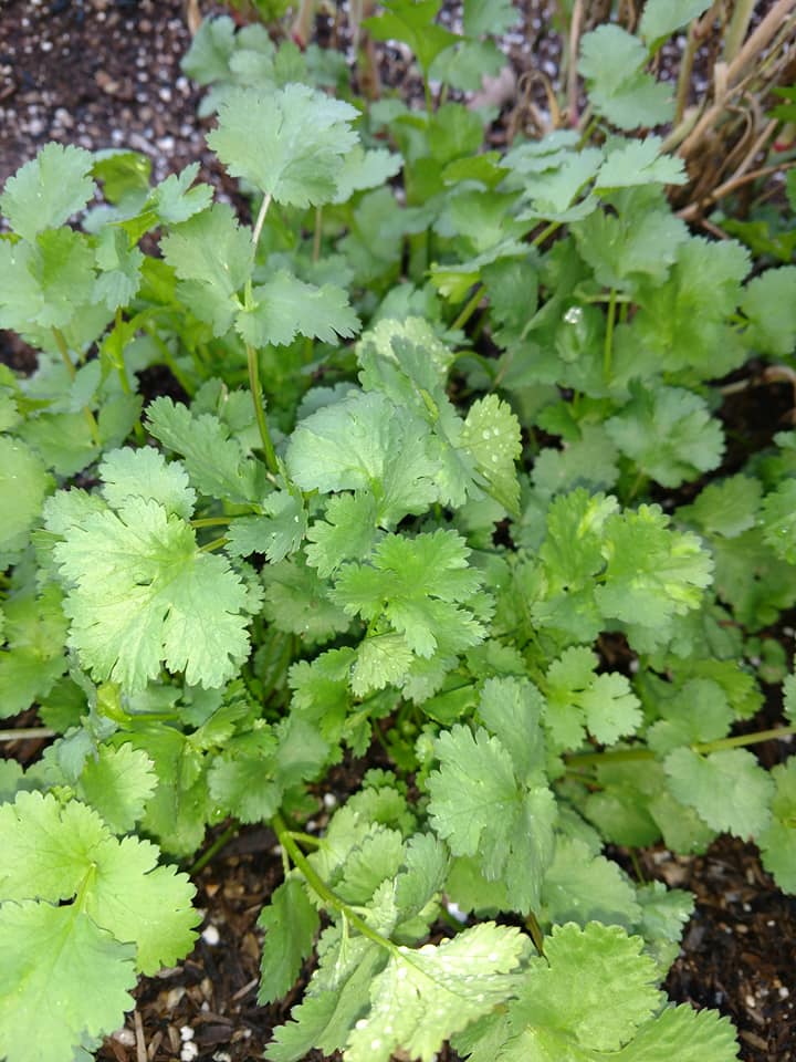 Cilantro Slow-Bolt BULK