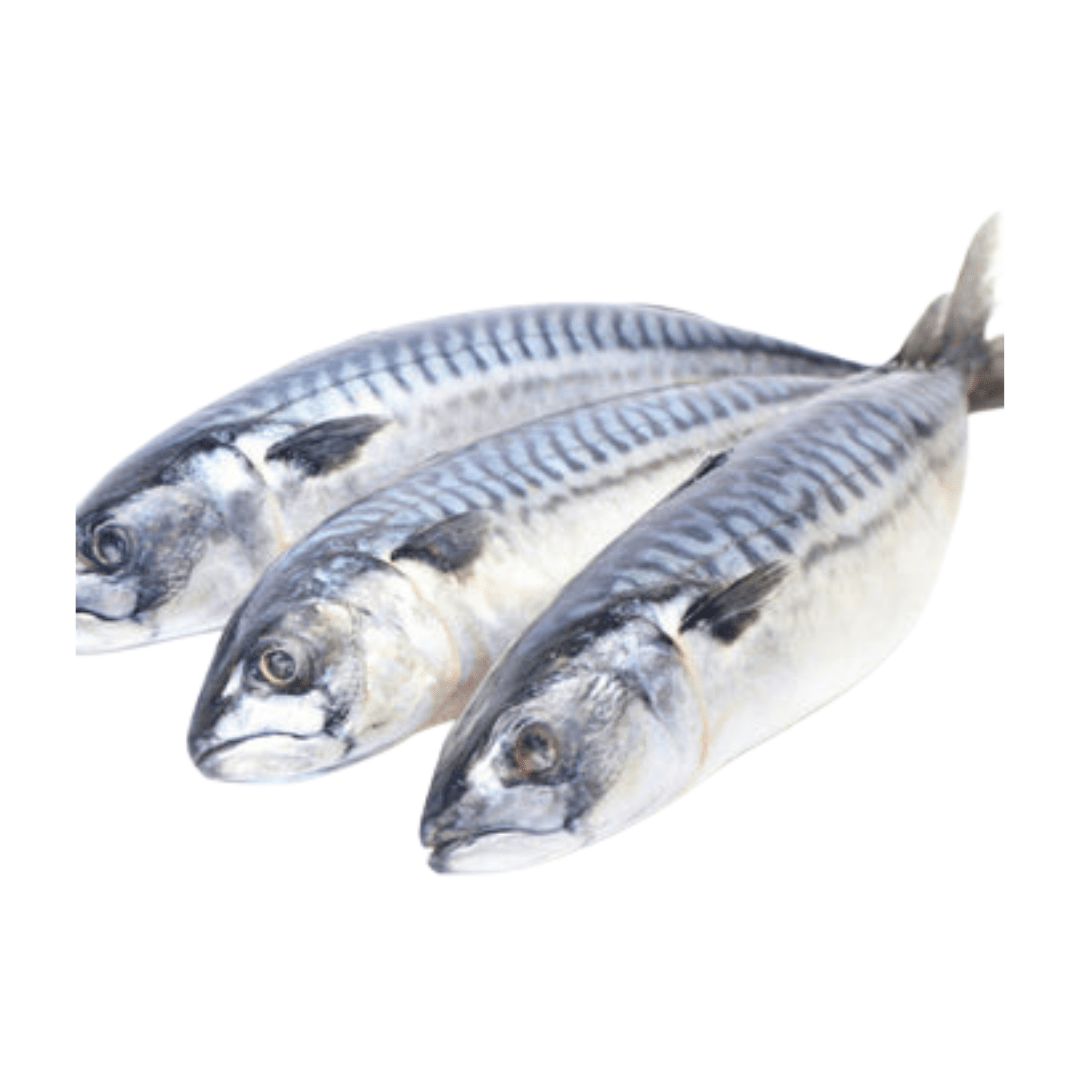 Mackerel Fish Titus - Delicious & Nutritious Seafood Delight