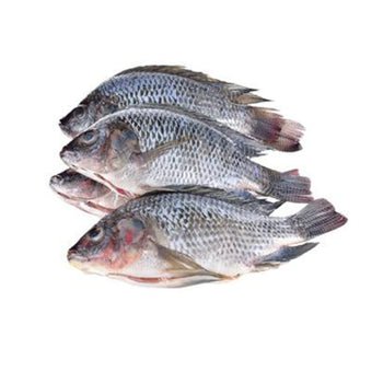 Tilapia Fish | Pack of 4 - Fresh, Frozen & Delicious