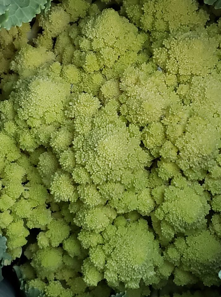 Romanesco Italia Broccoli BULK