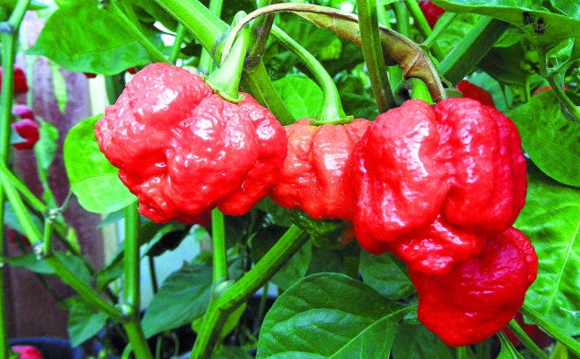 Trinidad Scorpion Pepper