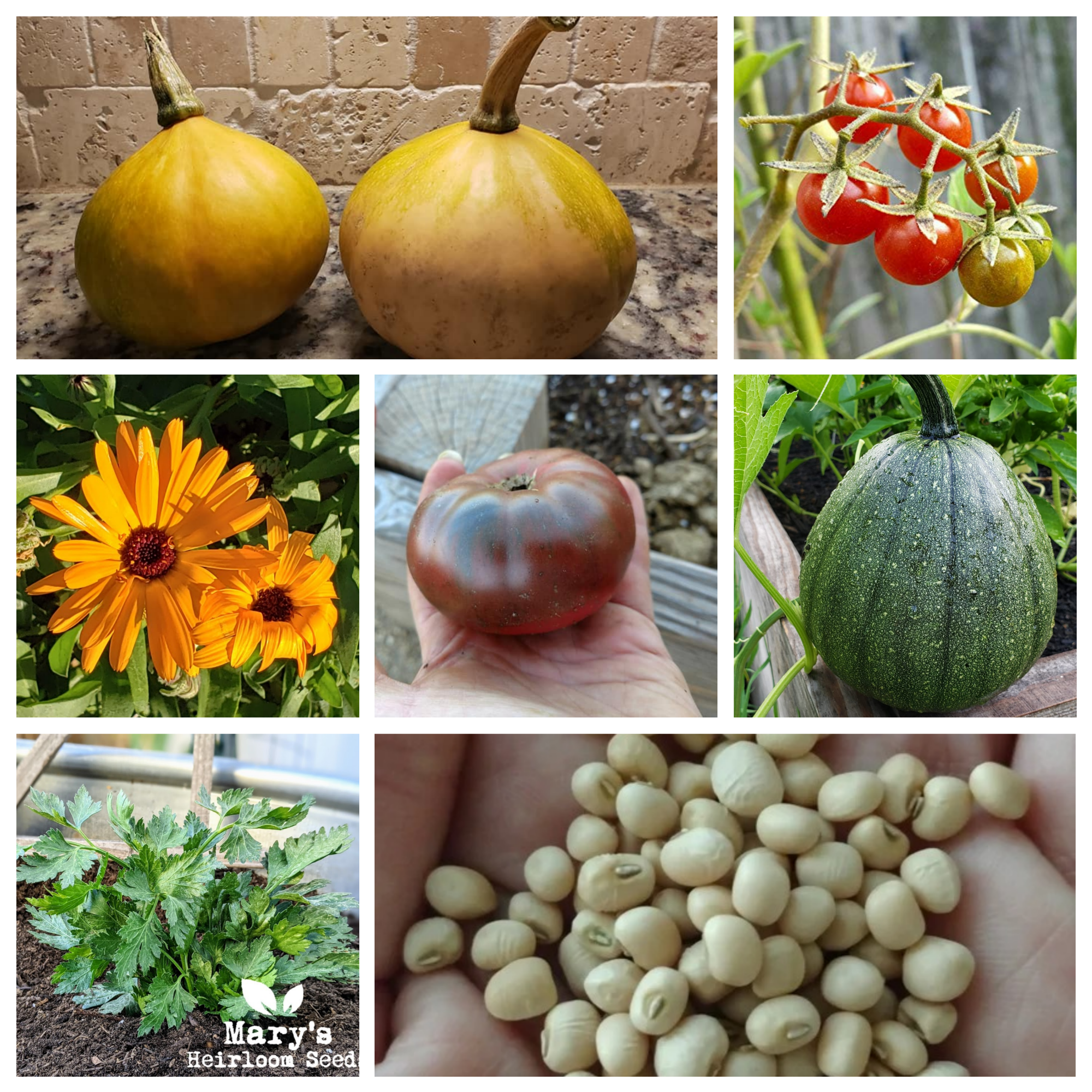 This Holistic House "Veggie Sampler Lite"