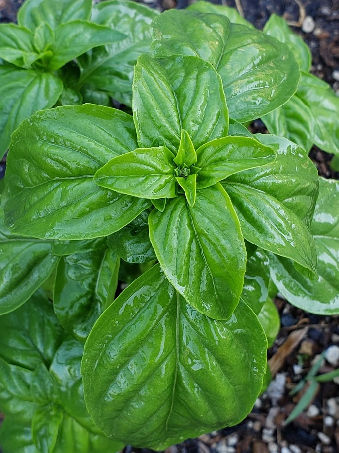 Genovese Basil BULK
