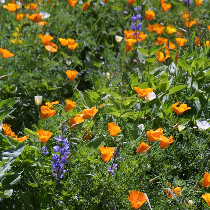 "Deer Proof" Garden Mix Wildflowers BULK