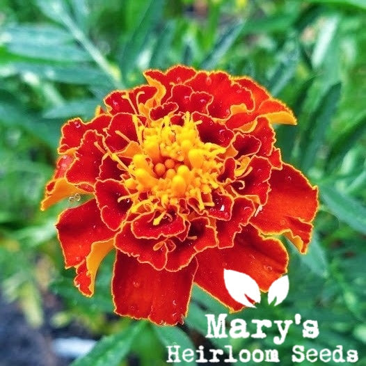 French Marigold - BULK