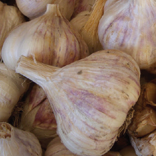 Inchelium Red Seed Garlic