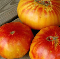 Mr. Stripey Tomato