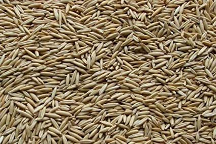 Oat Seeds - Bulk