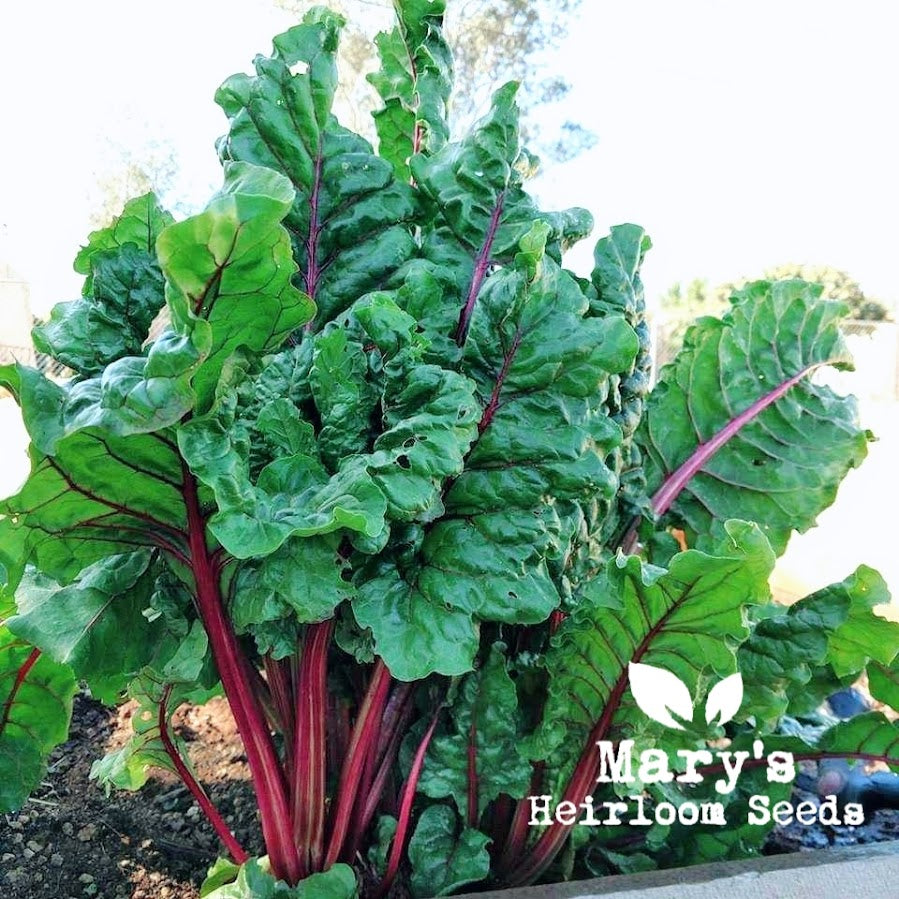 Ruby Red Swiss Chard BULK