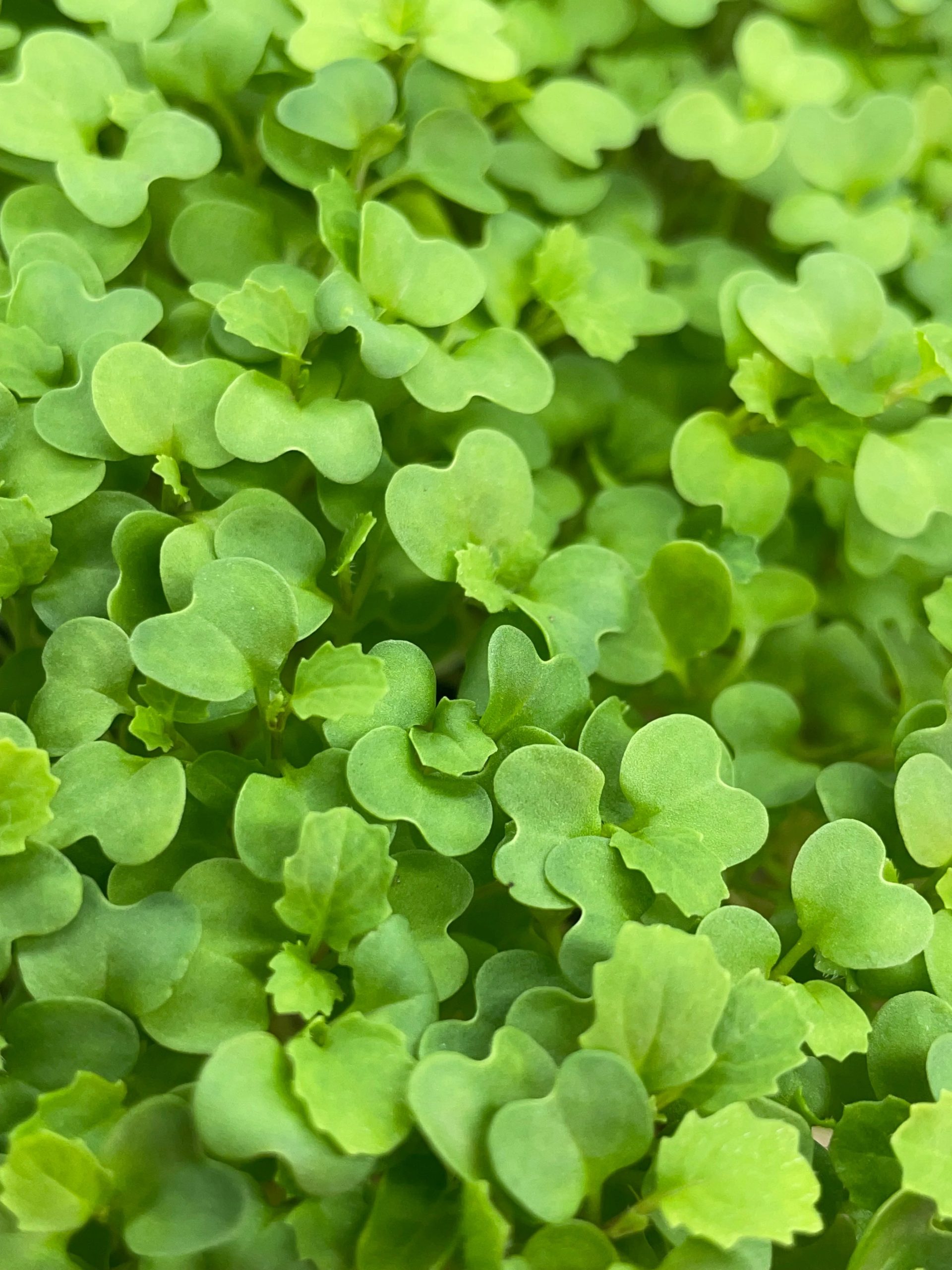 Wasabi Mustard Microgreens