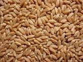 Hard Red Wheat
